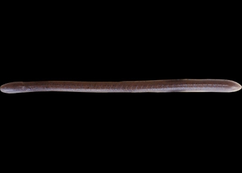 Imakatsu Eel Crawler (Purple Shine)