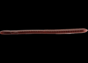 Imakatsu Eel Crawler (Liver)